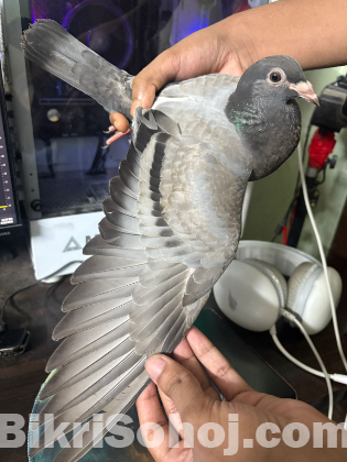কবুতর